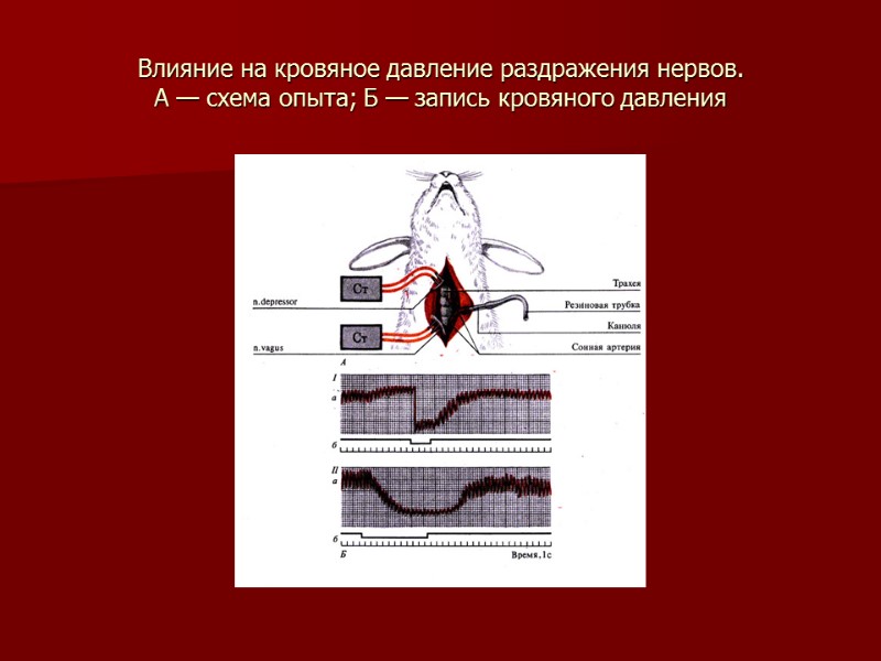 Влияние на кровяное давление раздражения нервов.  А — схема опыта; Б — запись